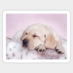 Sleeping labrador Sticker